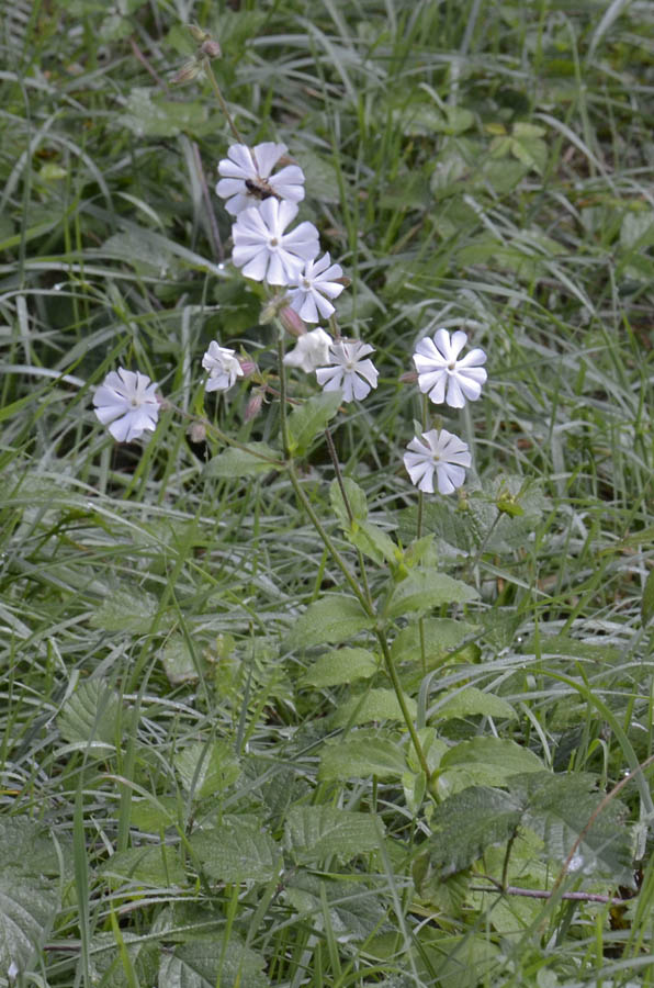 Silene latifolia (=Silene alba) / Silene bianca